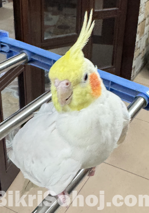 1 pair of cockatiel bird for sale